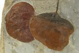 Plate with Four Fossil Leaves (Two Species) - Montana #269455-2